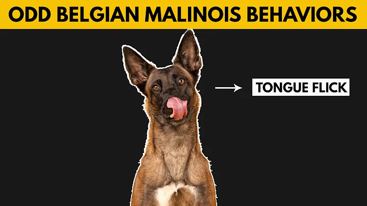 5 Odd Belgian Malinois Behaviors Explained