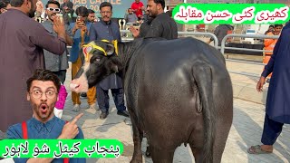 Punjab Cattle Show 2025 In Lahore Nili Ravi Buffaloes Kheeri Kati Beauty Competition