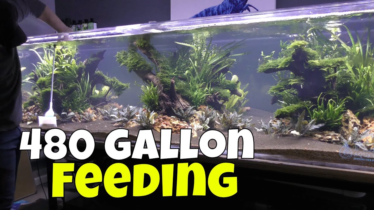 aquarium plants near me Feeding the 480 Gallon after One Month of Neglect