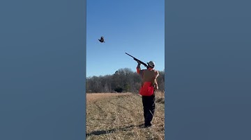 Quail flushing over wirehaired pointing griffon on upland hunt #wirehairedpointinggriffon
