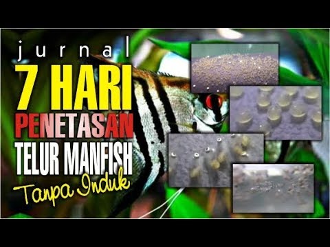 Video: Kapan telur angelfish menetas?