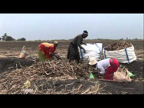 Video: Usvajanje I Održiva Upotreba čistijih Goriva Za Kuhanje U Ruralnim Zemljama Indije: Protokol Ispitivanja Slučaja Za Razumijevanje Pokretača Kućanstava, Mreža I Organizacija
