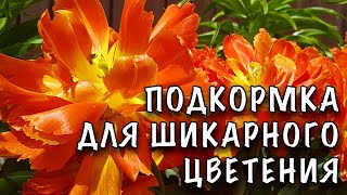 картинка: ХОТИТЕ ЧТОБЫ ТЮЛЬПАНЫ ШИКАРНО и ДОЛГО ЦВЕЛИ? Подкормите ИХ в МОМЕНТ БУТОНИЗАЦИИ