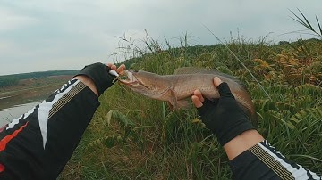 Đi câu cá lóc may mắn được 2 e hugo - MIN THICH CÂU VLOG#14