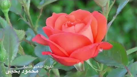 سورة الملك