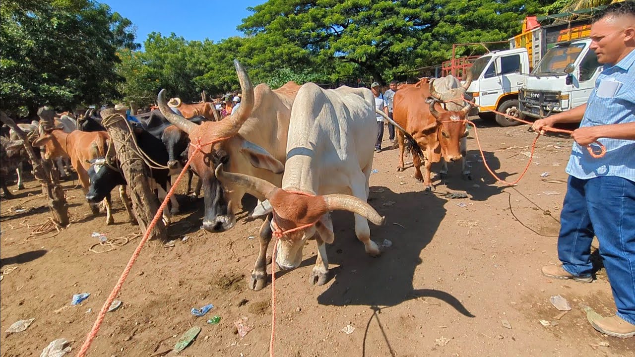 Compramos bueyes en el tiangue del transito San Miguel