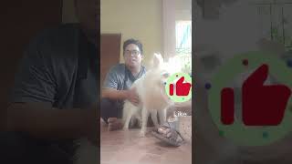 Quality Japanese spitz by papa mike tv | stud session @ San manuel, Pangasinan