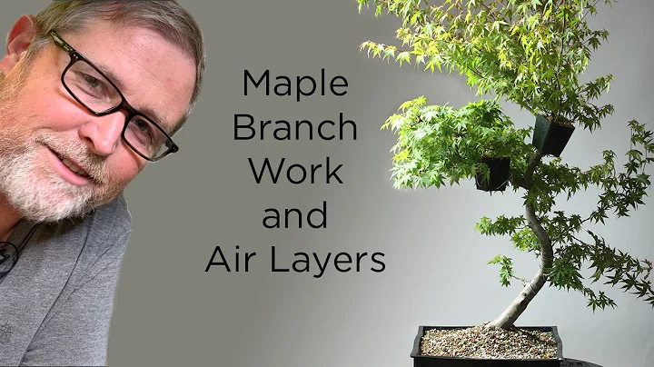 Bonsaify | Branch Cuts and Air Layering on a Japanese Maple Bonsai