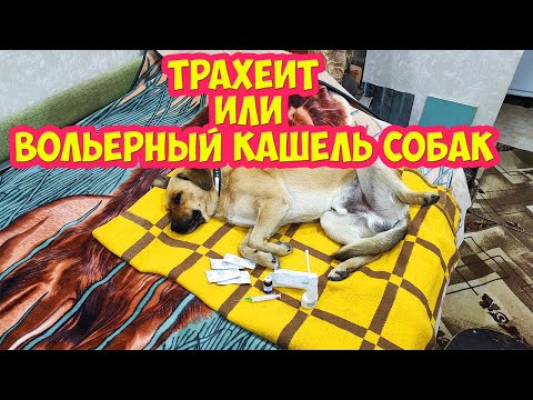 Трахеит или Вольерный кашель собак