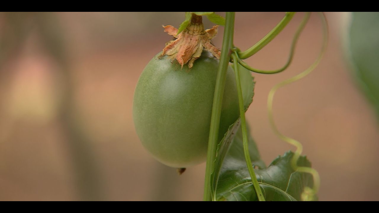 Cómo establecer un cultivo de Gulupa de exportación - La Finca de Hoy