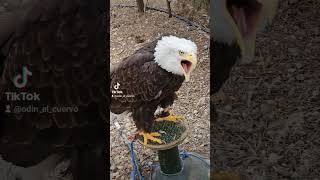 Gerifalte Y Aguila Calva