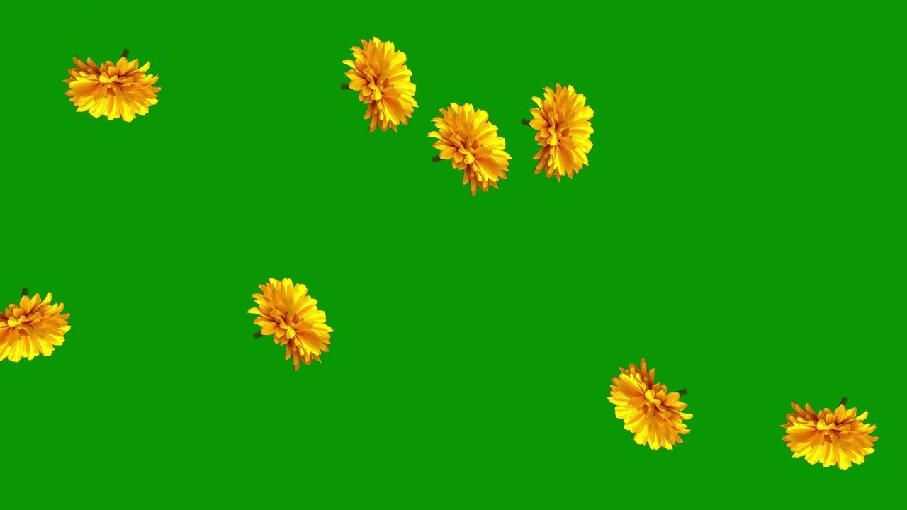 Free Green Screen Effect : Yellow Flowers Falling : Chroma Key