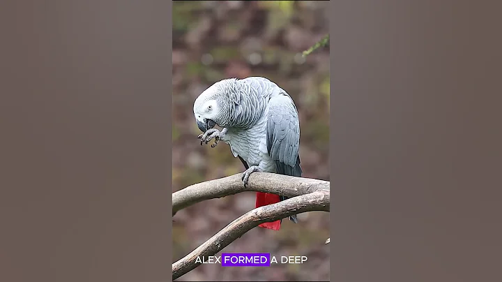 Mind-Blowing Facts About African Grey Parrots You Didn't Know!