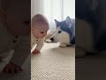 赤ちゃんが初めてハイハイした瞬間、犬のリアクション 　　#funny #Retriever #baby #husky #Samoyed #Shiba Inu　#baby #cute