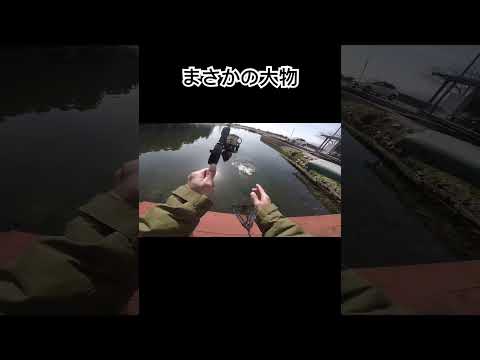 大物ゲット！？#エリアトラウト #trout #fishing #ルアー釣り #管釣り #渓流釣り