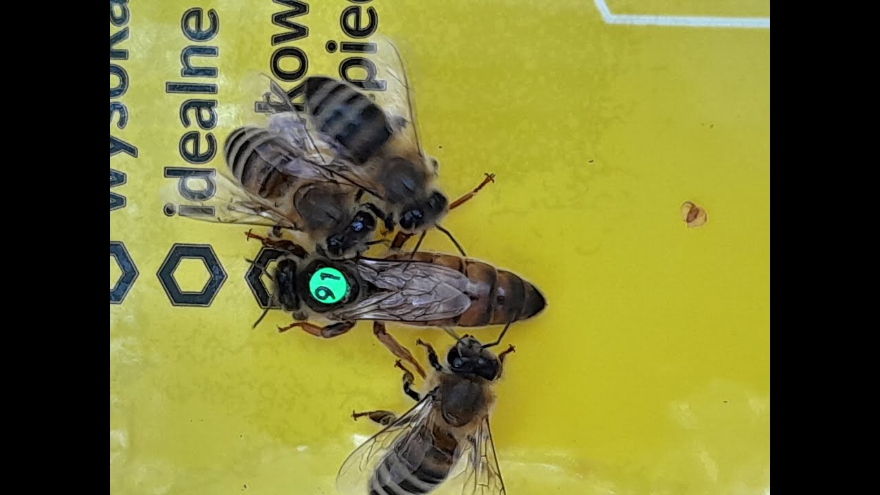 Na kávě se včelařem-přidání Buckfast matky do včelstva jiného plemene, plus spoustu dalšího....