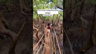 Most Instagrammable Bridge In Goa Wooden Bridge In Goa Salim Ali Bird Sanctuary Chorao Island