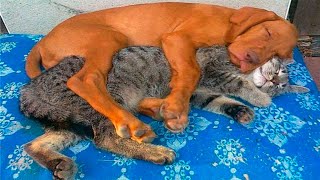 Funny animals  Funny cats / dogs  Funny animal videos 55