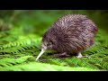 Faits tonnants sur loiseau kiwi