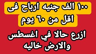 100 ألف ارباح بعد 60 يوم - تزرع إيه في شهر أغسطس افضل محصول مربح في وقت قصير