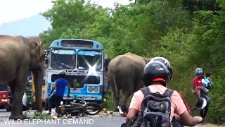 The terrible car accident happened in front of two elephantsये भयानक कार हादसा दो हाथियों के सामने ह