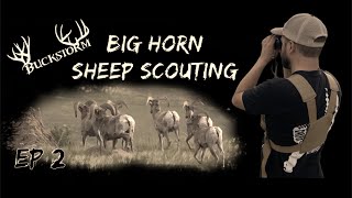 BIG HORN SHEEP SCOUTING | THE OFF-SEASON BLUES | EP 2