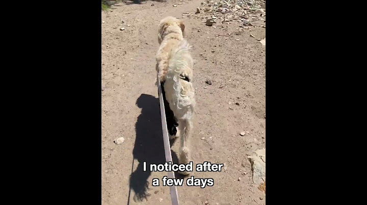 I Decided against ACL Dog Surgery