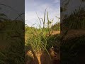Mnzilikontama Kiboko Ya Kufunga Wezi Wachawi Mke Mume 255686382619 Mnzilikontama Kiboko Ya Kufunga Wezi Wachawi Mke Mume 255686382619