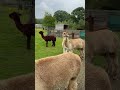 Llama in jungle ￼