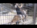 多摩動物公園　ムフロンのオス同士による交尾のような行動