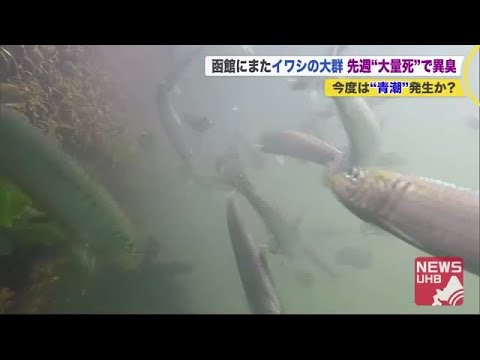 釣り放題 イワシ 大量死 した港にまた大群押し寄せる 今度は 青潮発生 でさらなる悪臭の可能性も 09 07 18 30 Youtube