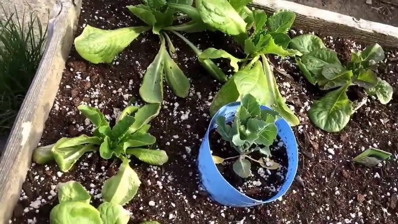 paul-s-back-yard-garden-5-15-16-growing-veggies-in-zone-4a-youtube