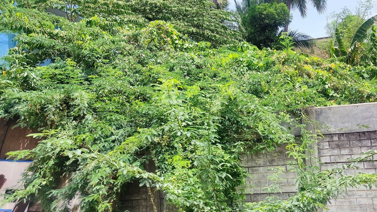 land for sale in kattur checkpost 1500 per sqft total 2060 sqft best investment nd plce for