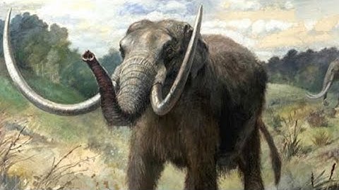 Worlds Largest Gypsum Mine in Nova Scotia finds Mastodons  #novascotia #mine #gypsum #mastadon