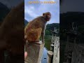 Prank a monkey #fyp #monkey