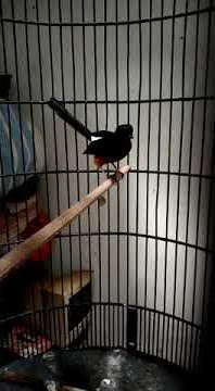 murai nias tembakan cililin...