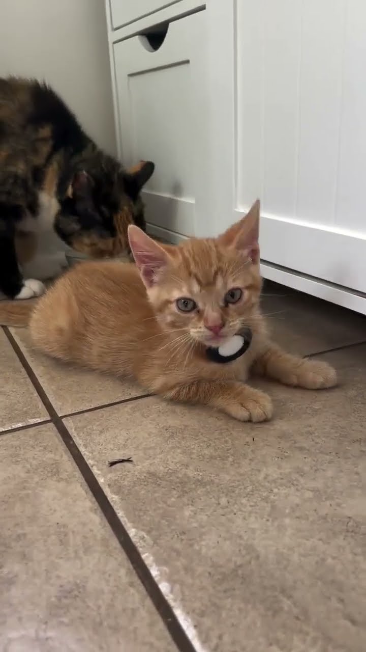 Belle maman avec petite chaton ? ? ? ?