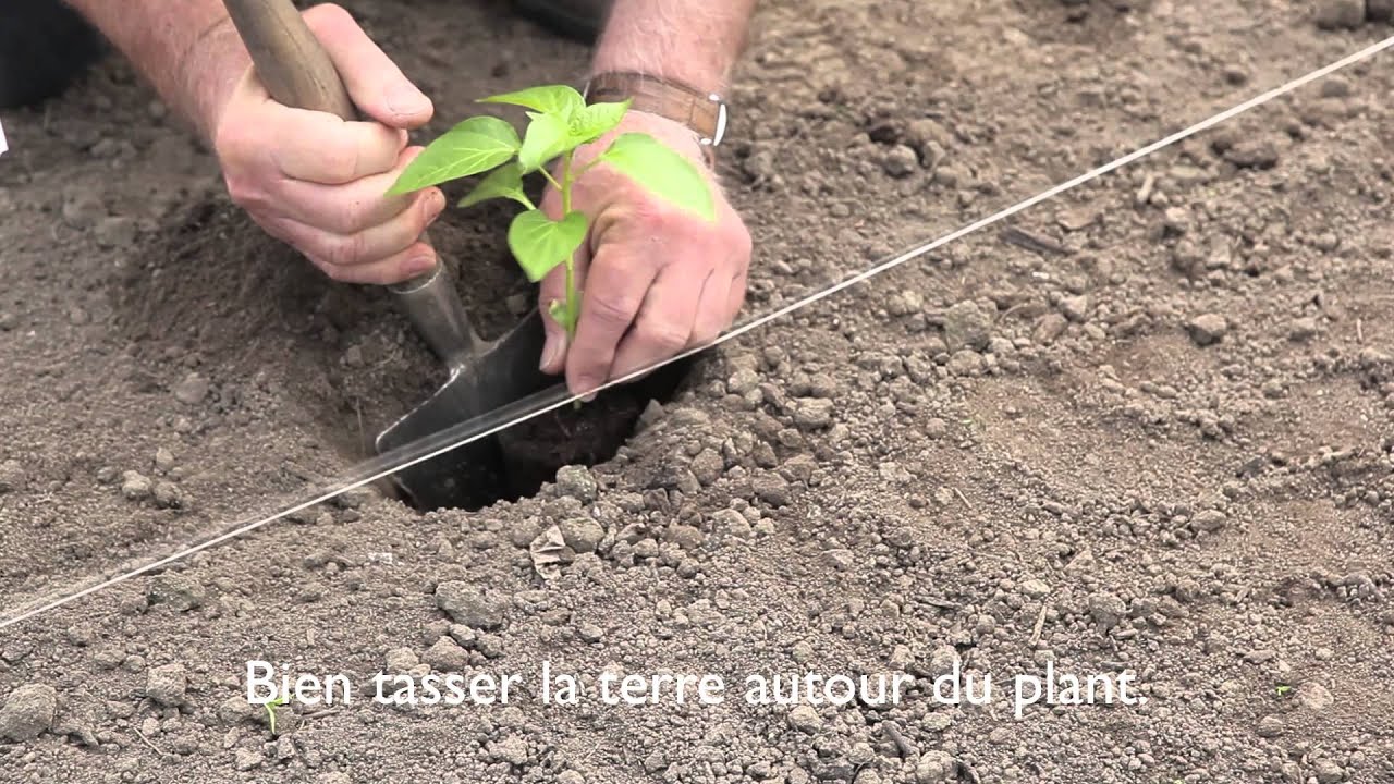 comment planter les poivrons