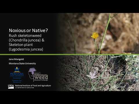 Video: Rush Skeletonweed Control – Hoe Skeletonweed-planten te bestrijden