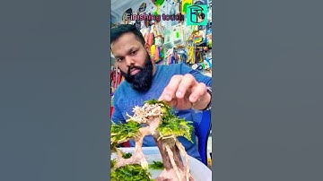 Bonsai driftwood making | aquarium bonsai Tree | aquascaping 2023