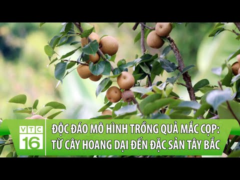 Video: Trồng Cọp: Cách Cấy Cọp