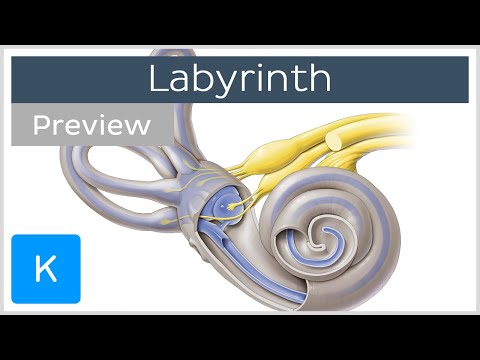 Video: Cochlear Labyrinth Anatomy, Function & Diagram - Kroppskartor