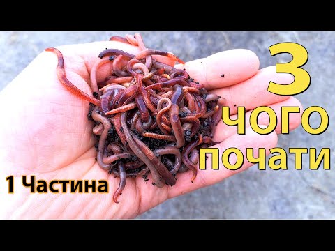 Все про розведення черв'яків в домашніх умовах Як вирощувати та чим годувати червоних хробаків 1 Час
