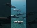 Жуткие факты о Дельфинах которые шокируют вас. 🐬😱