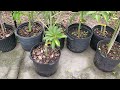 Best way to grow awesome tropical fruit trees anywhere in pots