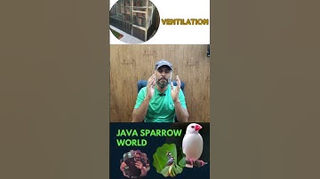 Fawn Java , Java Sparrow , Java Finch , Lovebird , White Java , Silver Java  #javasparrow #birds