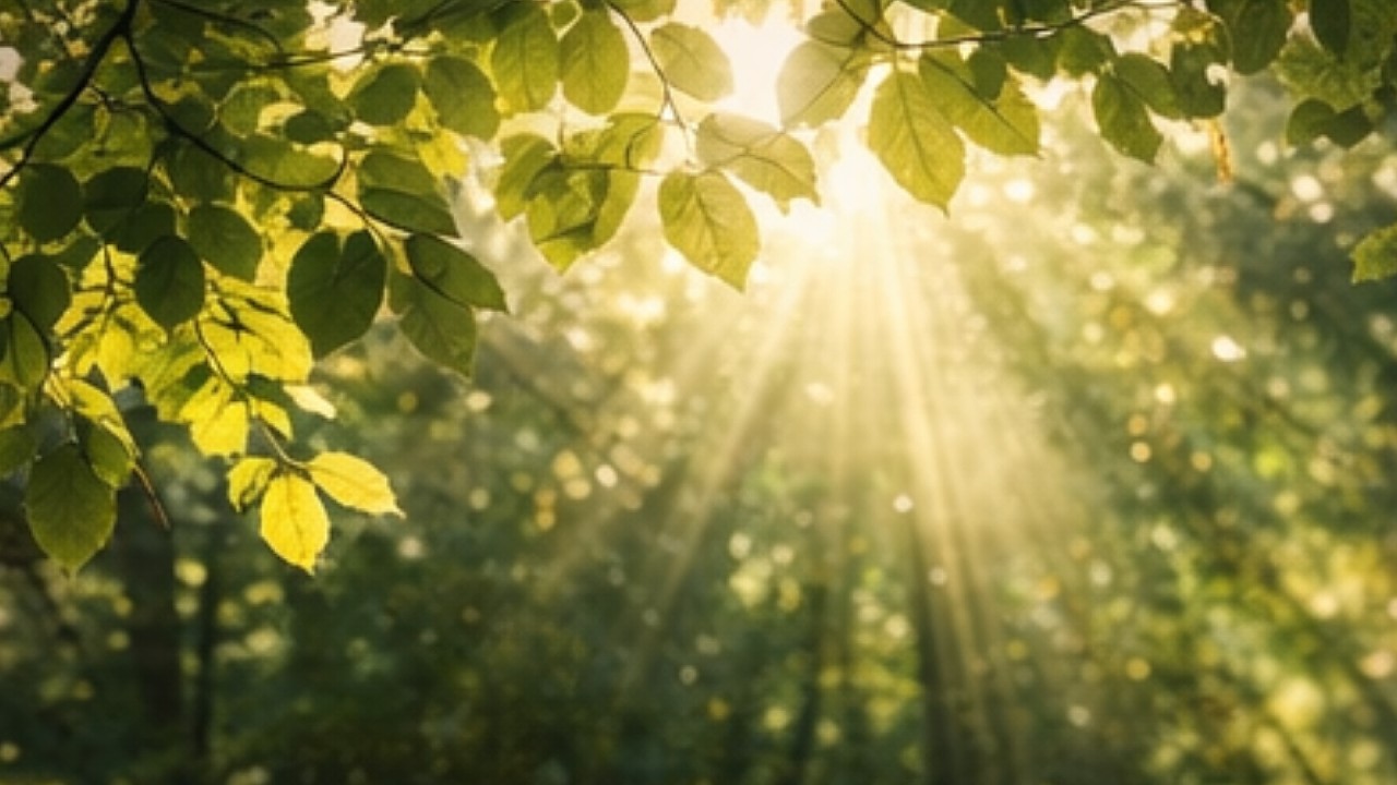 Seven Ways Back to the Forest – Way V:  Light Through Leaves