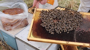 Inspecting small Overwintering Nucs