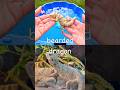 Learn Animal Names for Kids with Toys: Pig Antelope Bearded Dragon Snow Leopard Panda