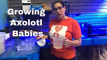 Wie gross sind Baby Axolotl?